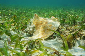 Shell of queen conch Lobatus gigas underwater © dam