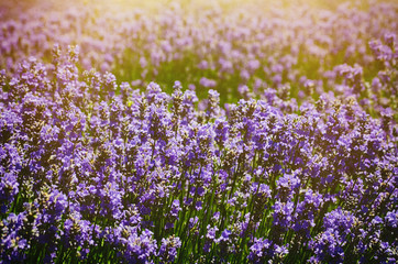 Obraz premium Lavender Summer Field
