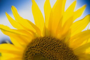 Naklejka premium Full bloom sunflower field