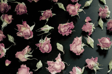 Fototapeta na wymiar beautiful roses and buds , isolated on black.