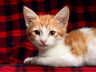 Portrait of a kitten with amazing yellow eyes. The kitten is small, white and red. At koa large yellow eyes and big ears. Portrait of a big cat on a background of red plaid