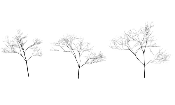 Collection of trees silhouettes without leaves. Branches