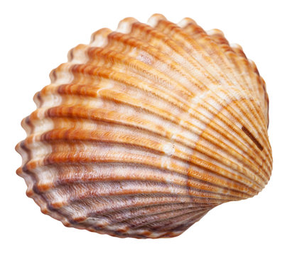 bivalvia mollusc shell isolated on white