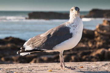 Seagull and the Ocean
