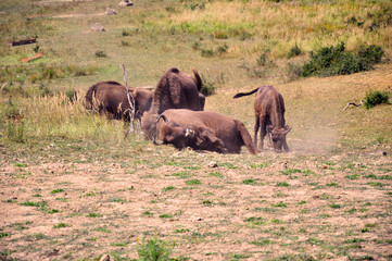 Playing buffalo