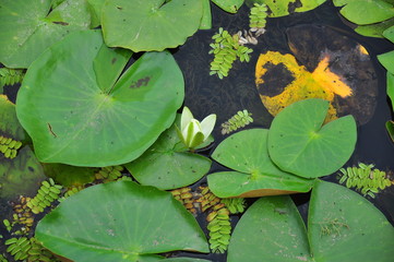 Growing water lily