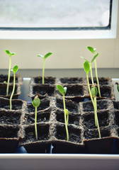 First sprouts growing out in mini pots for planting outside