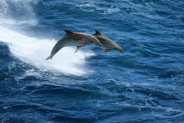 Fototapeta premium Jumping dolphins in stormy sea