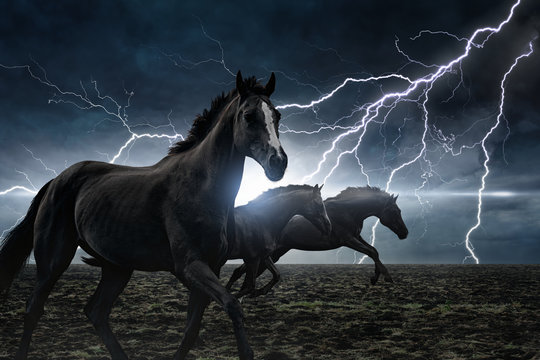 Black horse Wallpaper 4K, Race track, Clear sky