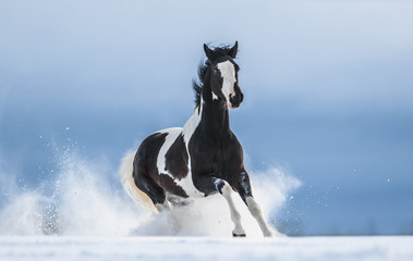 Galloping American Paint horse in snow