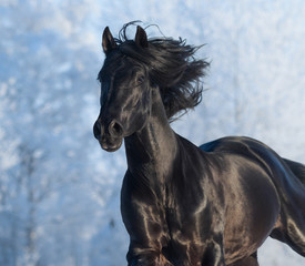 Fototapeta na wymiar Black purebred stallion - portrait in motion