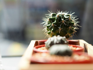 Mini cactus in the pot on wood container for decoration