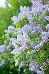 Obraz premium Spring lilac bush
