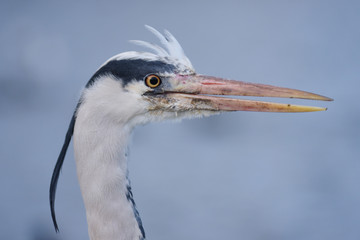 Grey Heron, Ardea cinerea