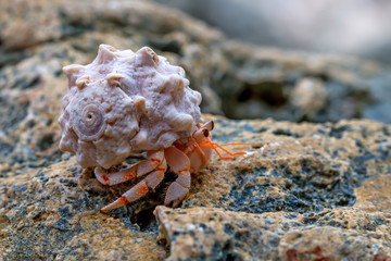 Hermit crab © Yakov