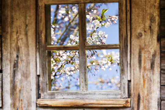 Old wooden window frame, spring, flowering trees.
