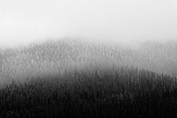 Obraz na płótnie Canvas Pines texture in the fog