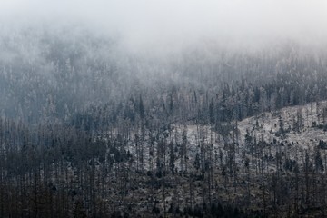 Fototapeta na wymiar Pines texture in the fog