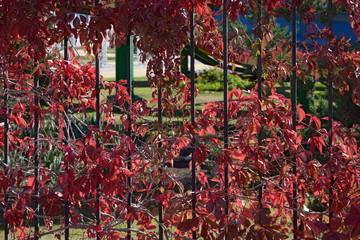 Background of red autumnal creeper grape lush foliage on fence.