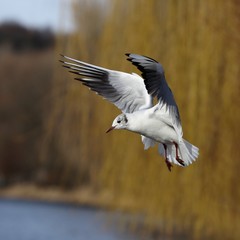 Seagull in flight.