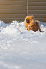 Померанский шпиц бежит зимой по снегу