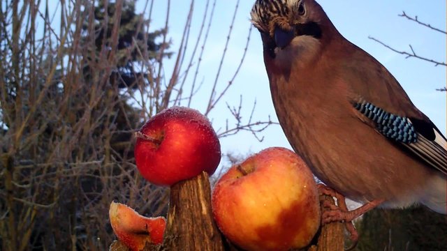 Eichelh&auml;her, Garrulus glandarius, jay, 
fri&szlig;t Apfel