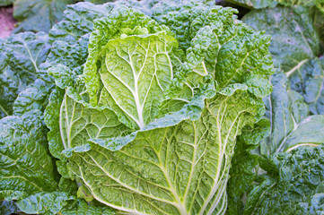 Chinese cabbage on a bed