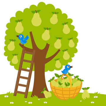A pear tree, a ladder and a basket with harvested  pears. Vector illustration