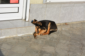 Street dog