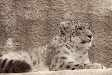 Snow leopard ( Panthera uncia )