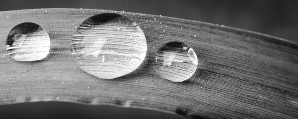 Wassertropfen auf Grashalm