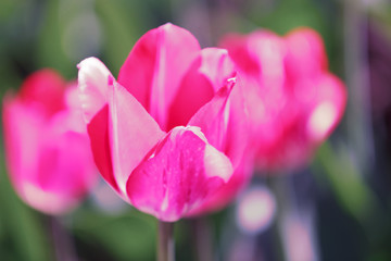 Tulip field, colorful tulips in spring, Macro