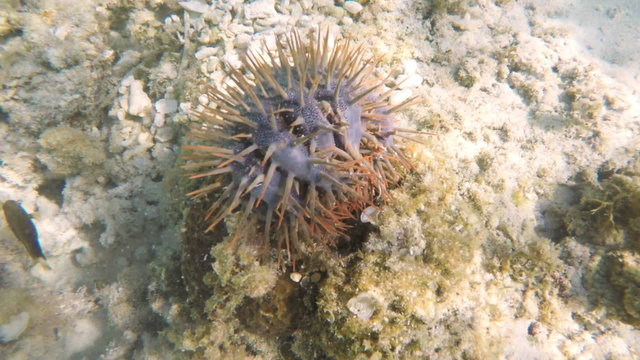 crown of thorns starfish on the coral - scuba diving the coral reef.tropical underwater world.Diving and snorkeling in the tropical sea.Travel concept,Adventure concept.