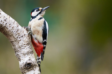 Obraz premium Male great-spotted woodpecker+