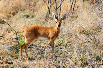 Steenbok a little african antelope