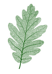 Vector oak leaf isolated. realistic illustration for your design.