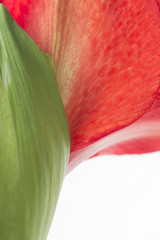 Red amaryllis close-up, half part detail of a blooming  petal. Copy space, white background, vertical.