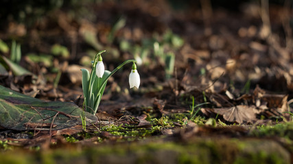 Schneeglöckchen im Wald
