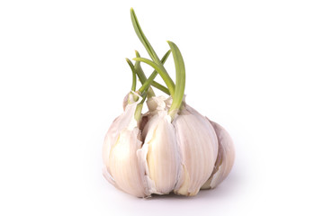 garlic. natural fresh garlic with green leaves. isolated on white background, with clipping path
