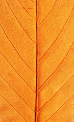 Texture of the leaf, autumn colors, beech