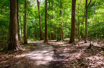 Lake Fausse Pointe State Park