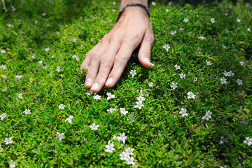 Hand and green meadow