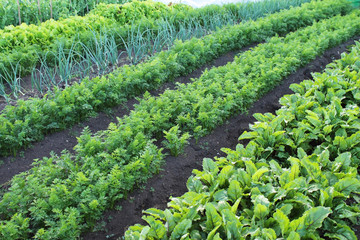 Garden with vegetable beds