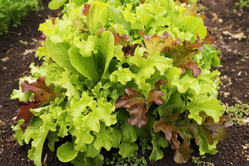 Lettuce bush on the the bed in the garden