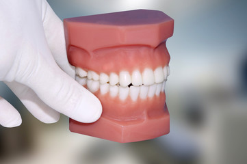dentist hand show dental jaw model © mkarco