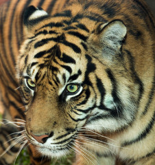 Fototapeta na wymiar real close tiger