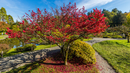 Japanese garden, Seattle