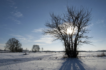 Słońce za drzewem © darekb22