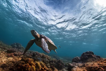 Fotobehang Schildpad Schildpad in de zee