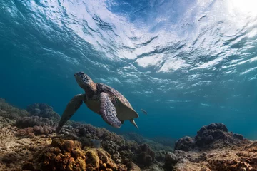 Keuken foto achterwand Schildpad Schildpad in de zee